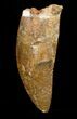 Large Inch Carcharodontosaurus Tooth #4200-1